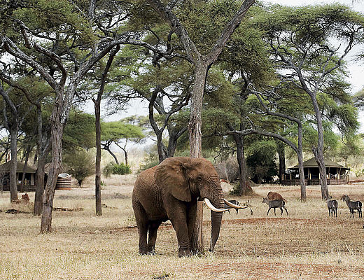 Sancuary Swala safari camp | accommodatie Tanzania