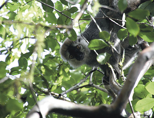 Madagaskar | Impala Tours