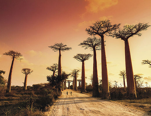 Rondreizen in Madagaskar | Impala Tours