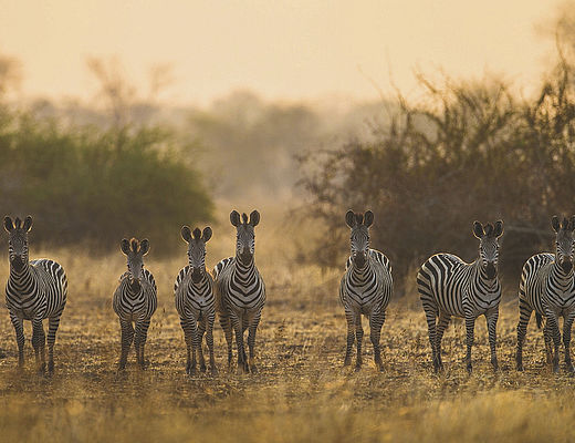 De ongerepte wildernis van Zambia | Impala Tours