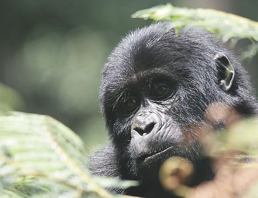 Zuidwesten van Oeganda | © Thomas Kimmel, Diamir