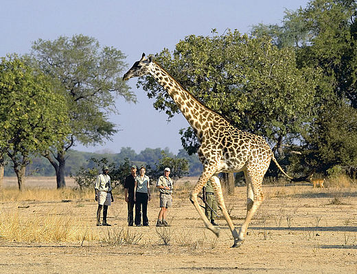 Uitgebreide wandelsafari met strandverlening | Impala Tours