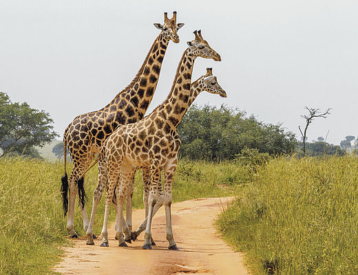 Noordwesten van Oeganda | Impala Tours