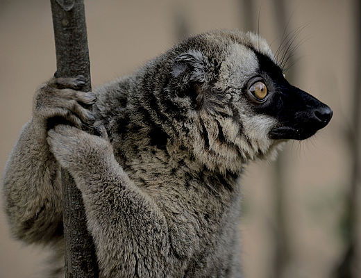 Mensen en lemuren | Impala Tours