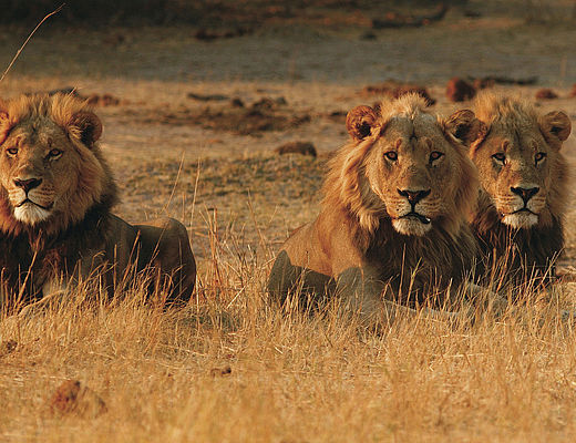 Chobe National Park | Vakantie Botswana