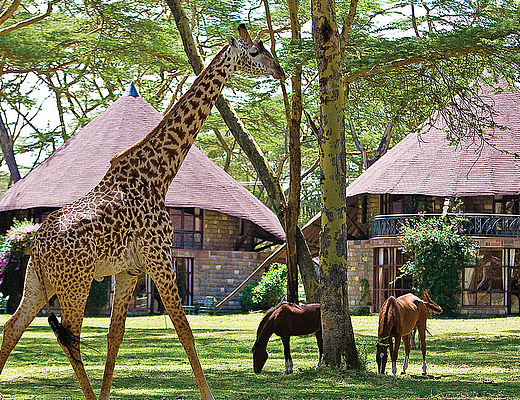 Naivasha Sopa Lodge | Impala Tours