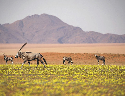 Rondreizen Namibië | Impala Tours