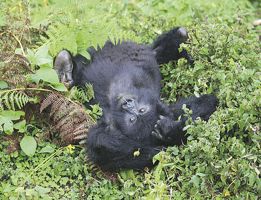 Wonderlijk Rwanda | rondreis Rwanda