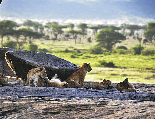 Puur Tanzania | Impala Tours