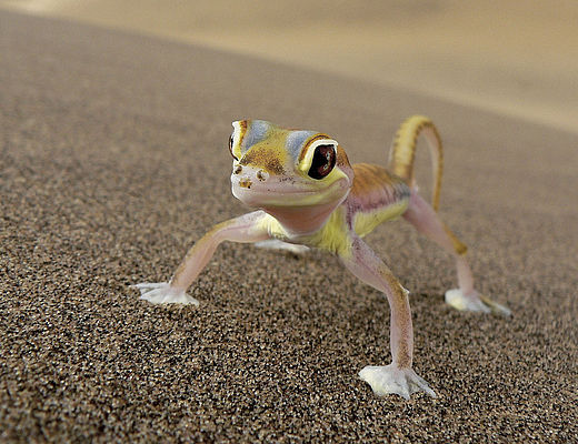 Kleine dieren, groot uitgelicht | Impala Tours