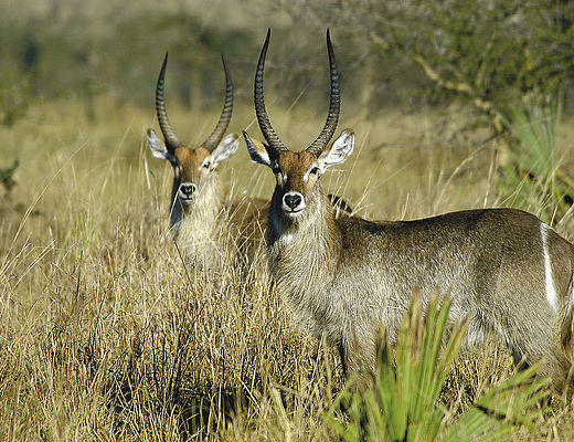 Onbekende nationale parken | Impala Tours