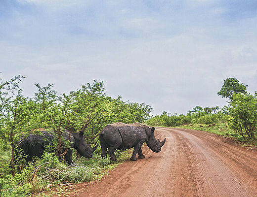 Safari Zuid-Afrika | neushoorns in een national park in Zuid-Afrika