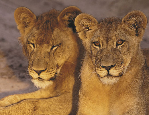 Kalahari | © Christophe Courteau