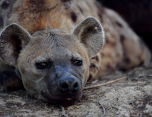 Eastern Highlands | Impala Tours