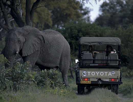 Hoogtepunten van Noord Botswana | Impala Tours