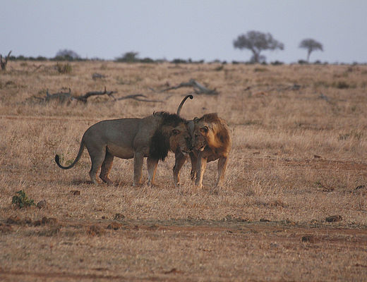 Mombasa Rendezvous | Impala Tours