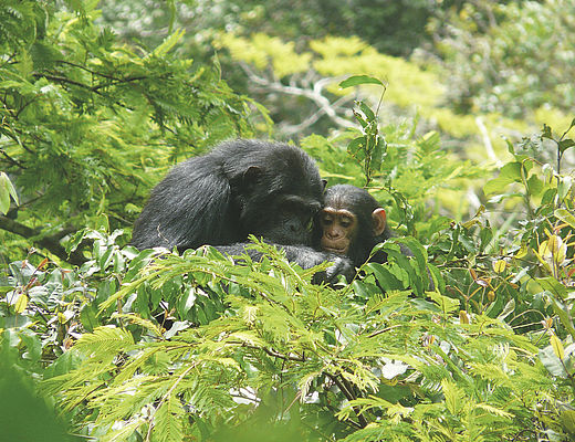 Chimpansees aan Lake Tanganyika | Impala Tours