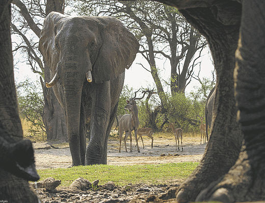 Individuele maatwerkreizen in Zimbabwe | Impala Tours