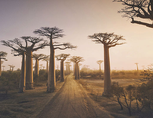 Baobab Allee in Madagaskar | Impala Tours