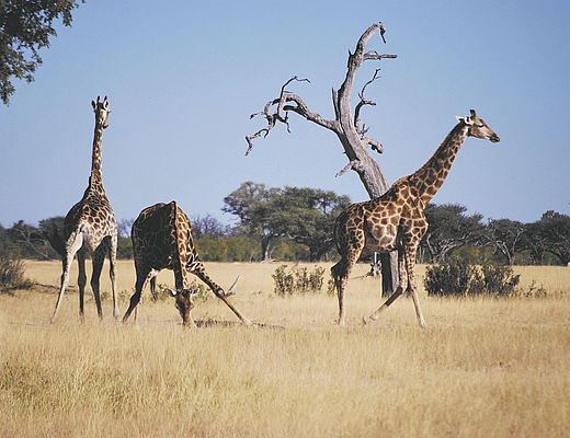 Zimbabwe en Botswana Safari | Impala Tours