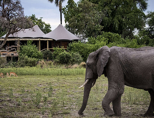 Mombo Camp | Impala Tours