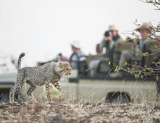 Botswana groepsreis | Impala Tours