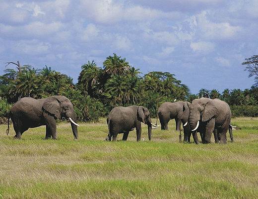 Best of Kenia | Impala Tours