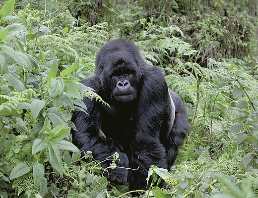 Oeganda, de parel van Afrika | Impala Tours