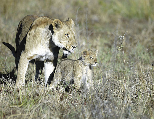 Botswana | Impala Tours