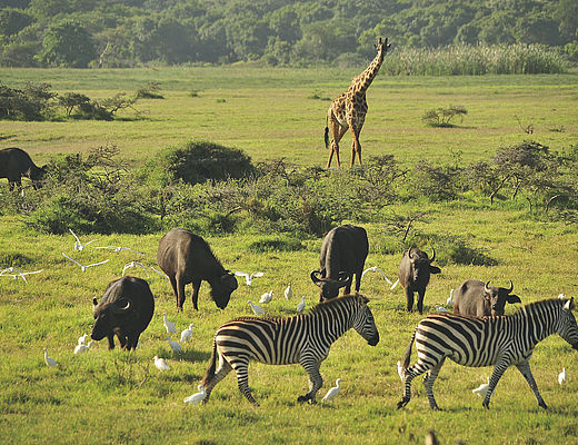 Tanzania Intens | Impala Tours