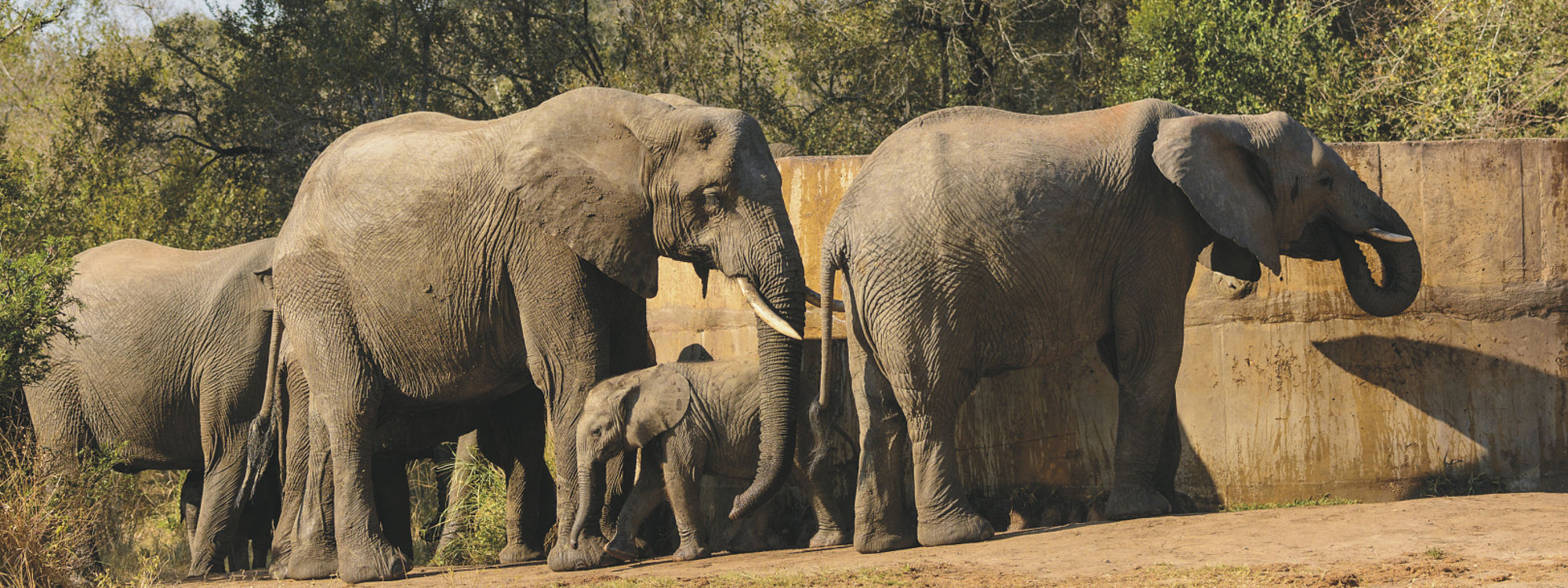 Krugersdorp Game Reserve Impala Tours