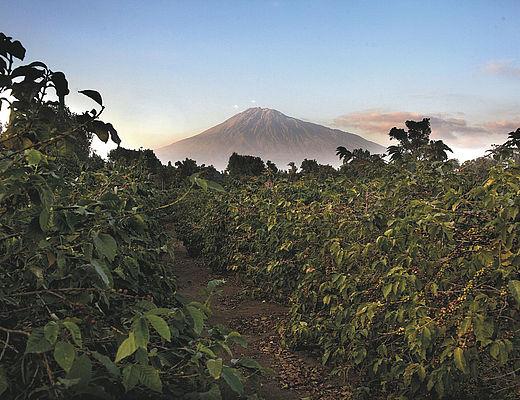 Elewana Safari | Impala Tours