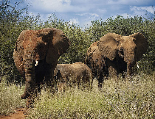 Madikwe Game Reserve | olifanten in Madikwe Game Reserve
