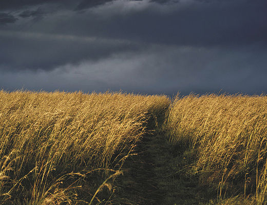 Freestate | Impala Tours