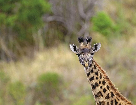 Best of Tanzania | Impala Tours