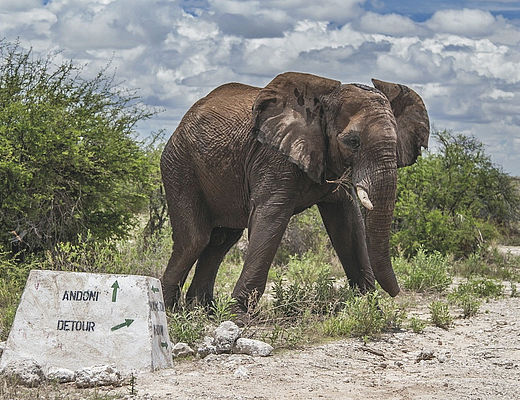 Olifant in Etosha National Park | ©Ute von Ludwiger