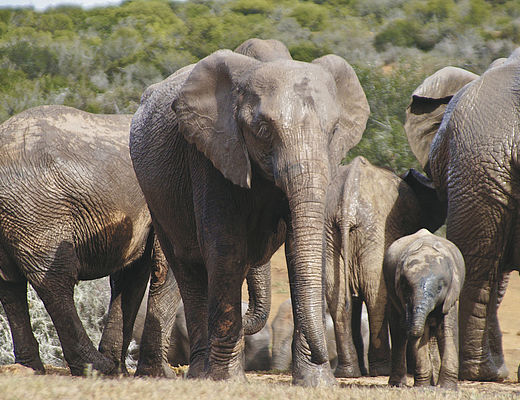 Eastern Cape | Impala Tours