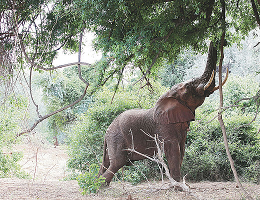 Olifant in het Krugerpark, Zuid-Afrika | Impala Tours