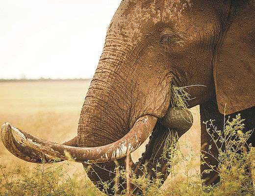 Gonarezhou National Park | © Natalie Jennings