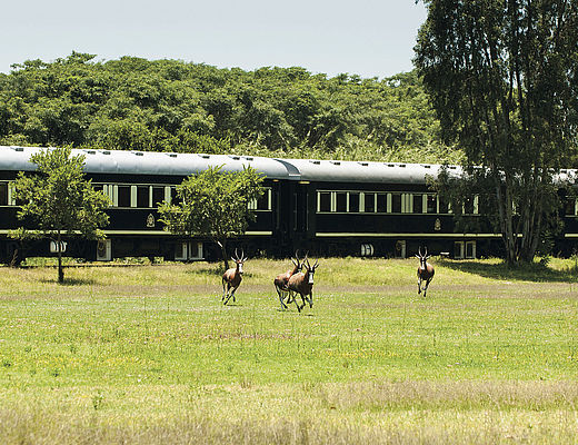 Treinreis in Zuid-Afrika | Impala Tours