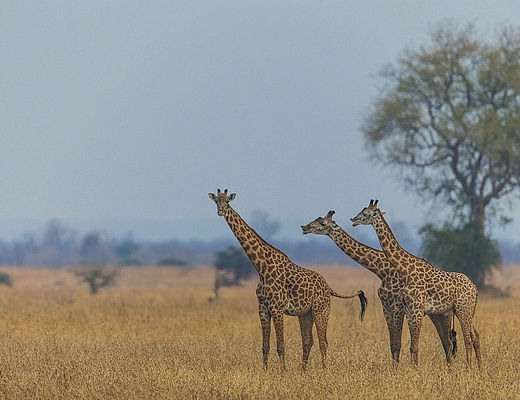 Autorondreizen in Zambia | Impala Tours