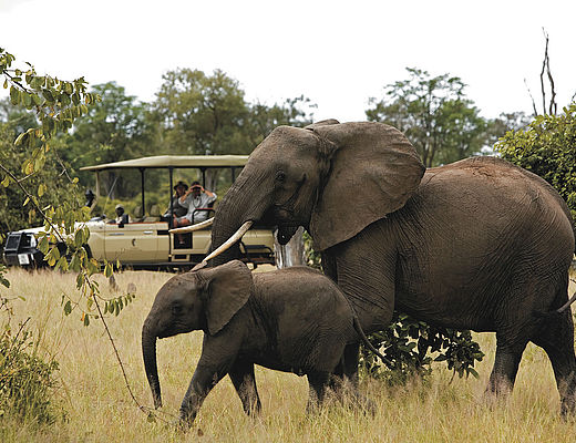 Safari Zambia | olifanten tijdens een safari in Zambia