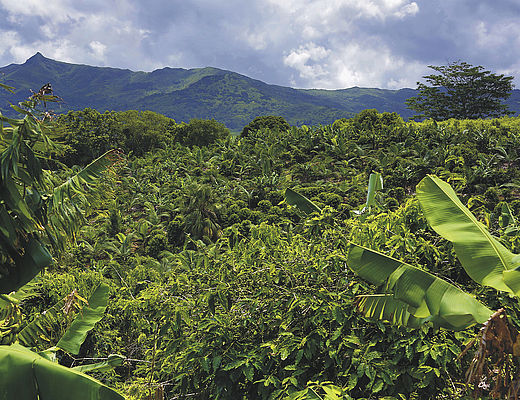 Mauritius | Impala Tours