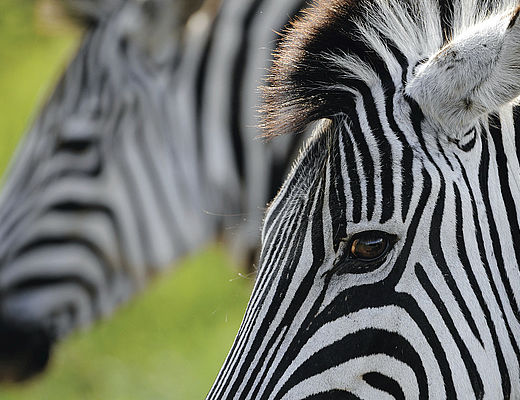 Ontdek Zuid-Afrika en Mozambique | Impala Tours