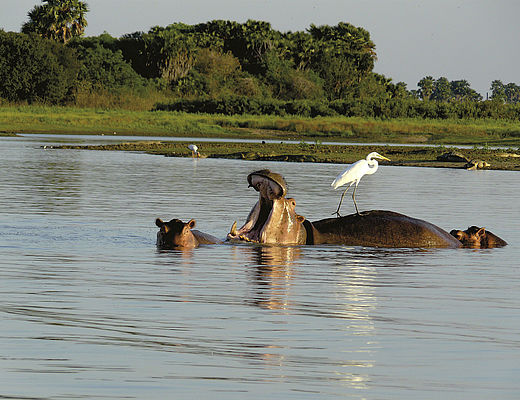 Selous Game Reserve | Impala Tours