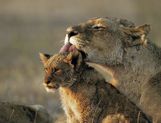 Sabi Sands GR | leeuwen in Sabi Sands Game Reserve