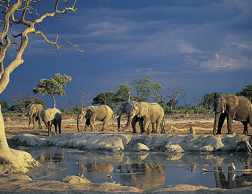 Etosha NP Namibië | Rondreizen in Namibië