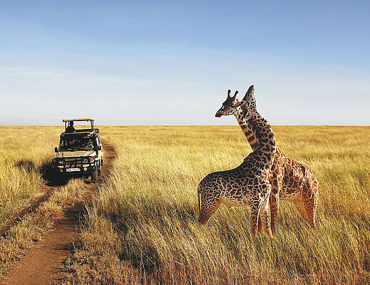Giraffen in Serengeti National Park | vakantie Tanzania