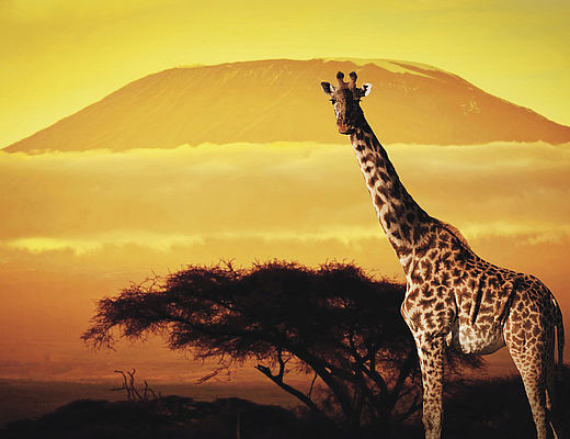 Best of Kenia en Tanzania | Impala Tours