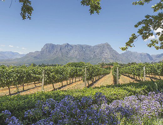 Wijngebieden van de Kaap | Impala Tours
